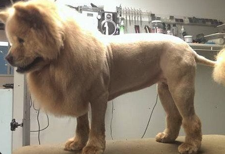 Pomeranian with a majestic lion cut