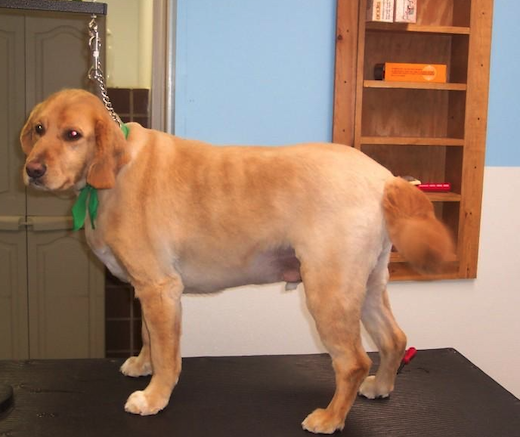 Summer Trim
